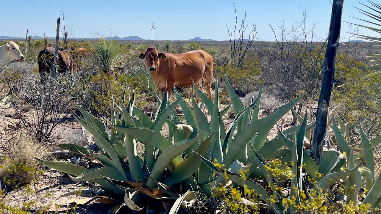 Cows standing behind agaves