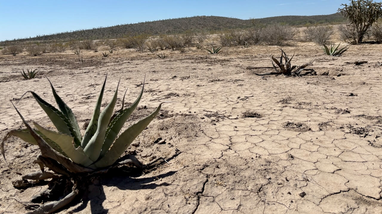 Agaves planted to combat erosion at the Ultramundo ranch