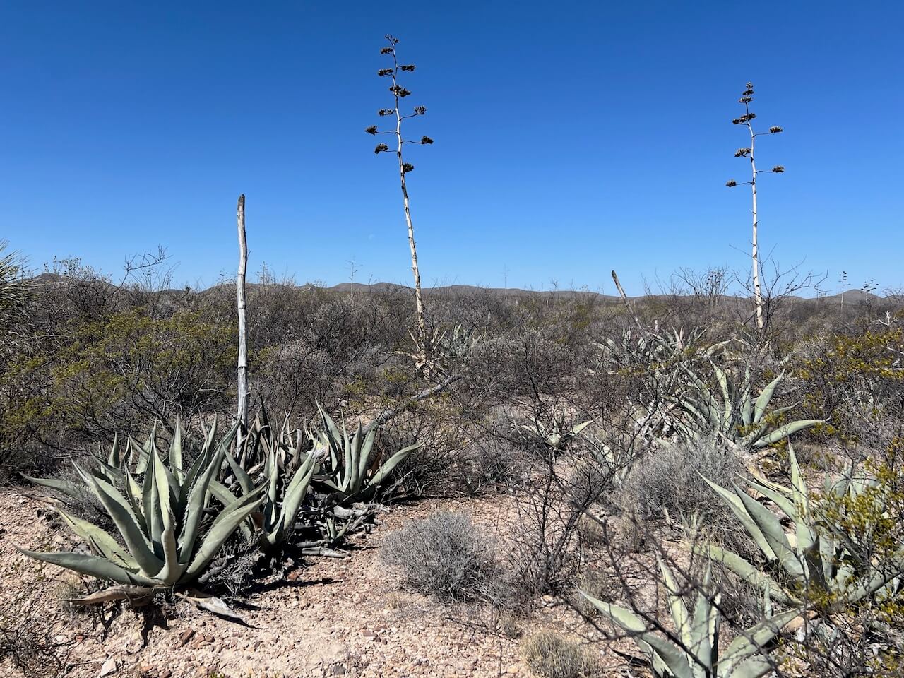 Agaves and other plants in the Ultramundo ranch