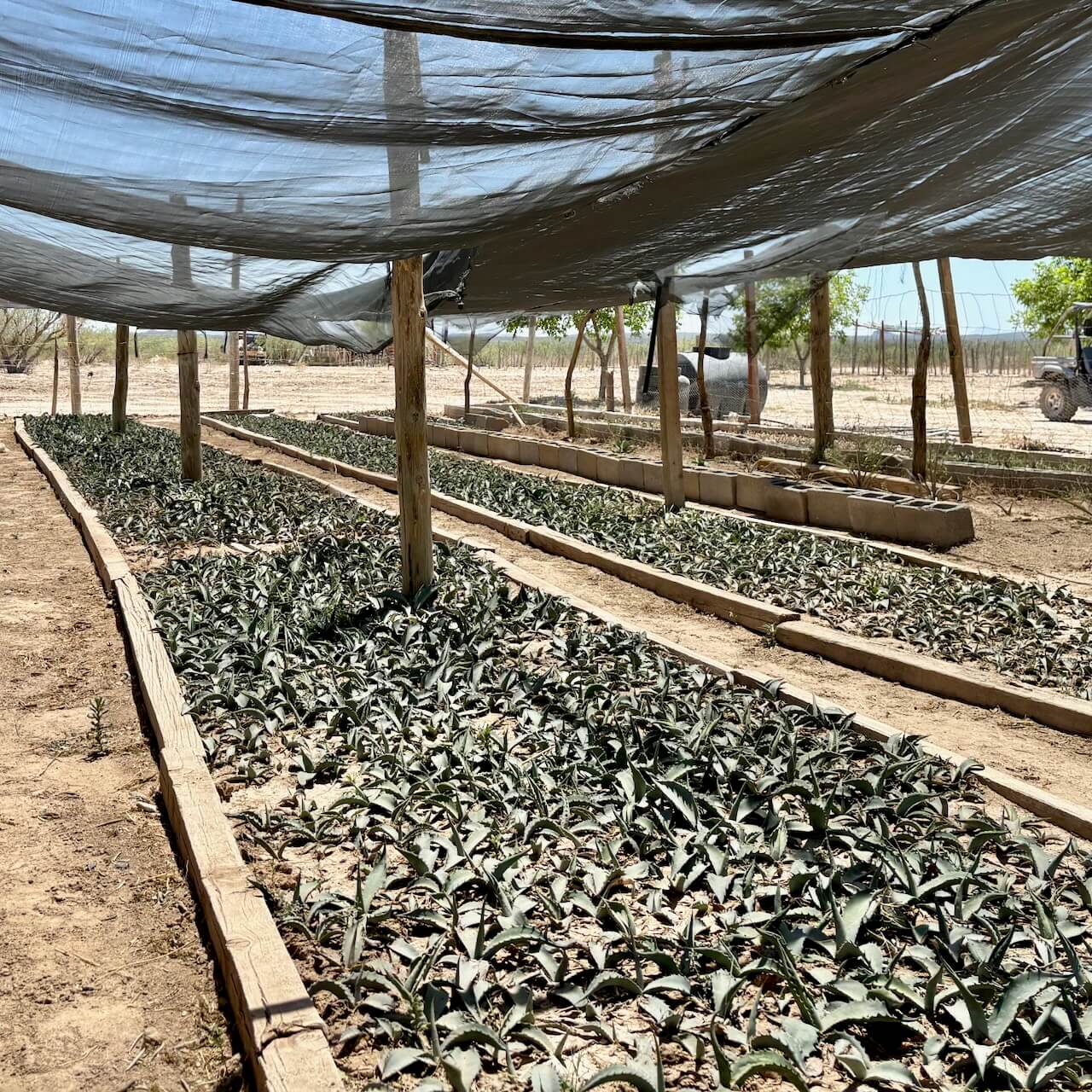 An agave nursery lined with small plants covered by a mesh fabric roof