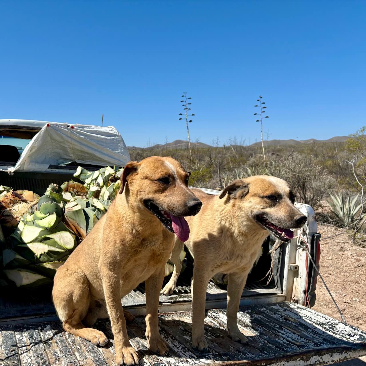 Two happy ranch dogs sitting in the back of a truck looking away from the camera