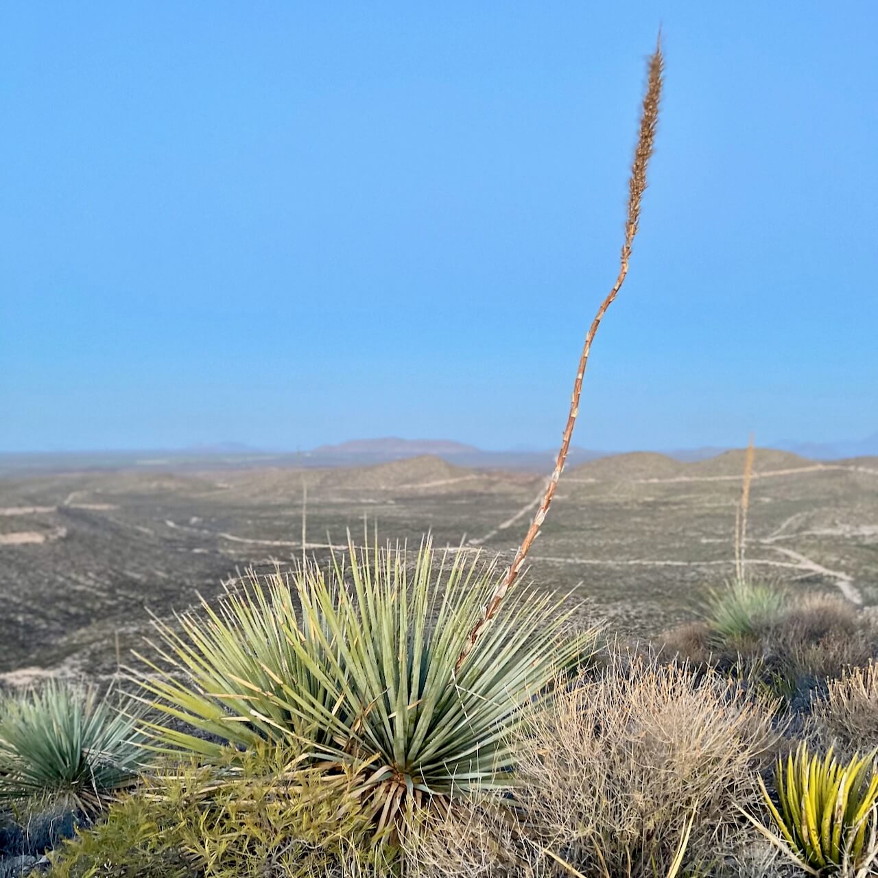 A sotol plant against a large desert landscape