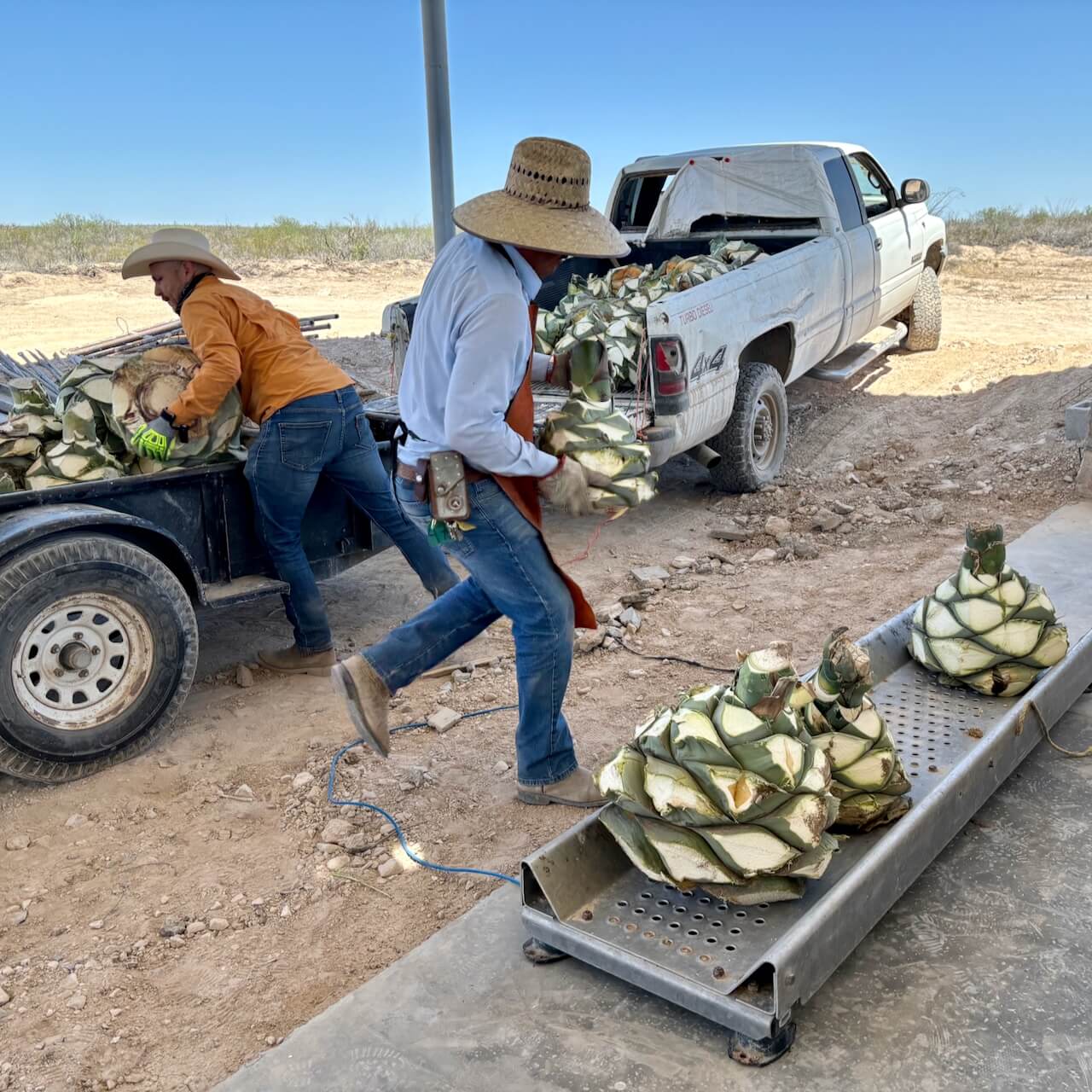 Harvested agave hearts being weighed on a cattle scale